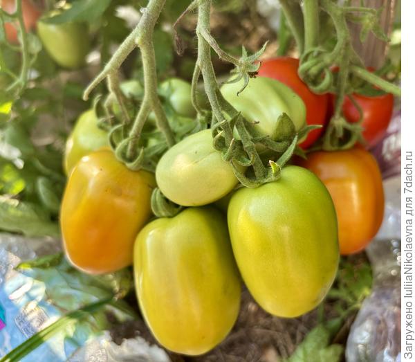 Кечкемети. ОГ. 30 июля