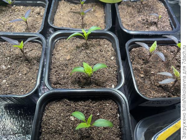Мелочь для горшкчного выращивания. Посев 23 февраля