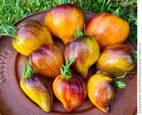 Рыжая Комета Софии