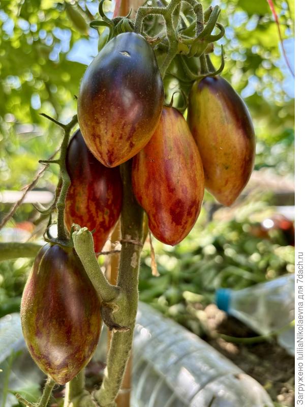 Гном Розовая Пантера. ОГ. 30 июля