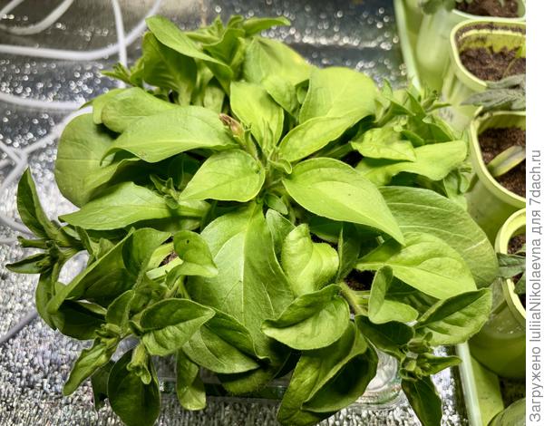 Опера до срезки черенков. Первый бутон вот-вот распустится