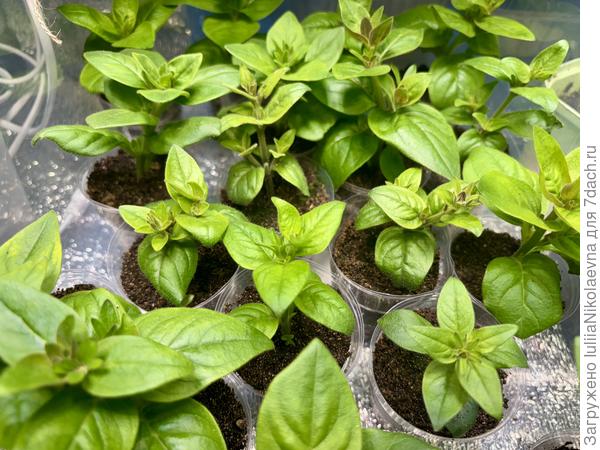 Черенковала 28 февраля. Второй день стоят без крышки на контейнере