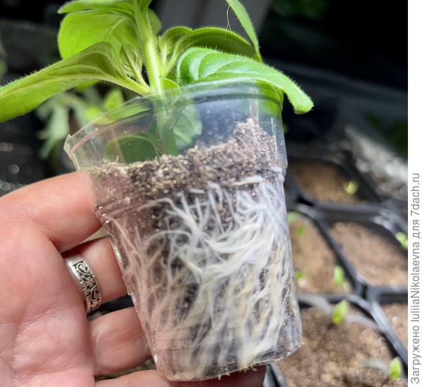 Вот какой ужас с корнями