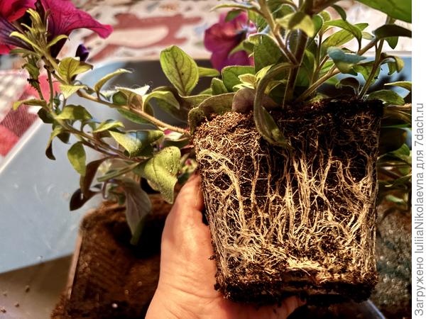 Всю землю уже съели в 0,75л