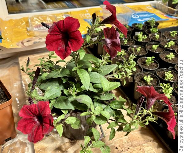 Ред Велюр красивый😊