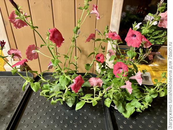 Хот Пинк дурной какой-то.