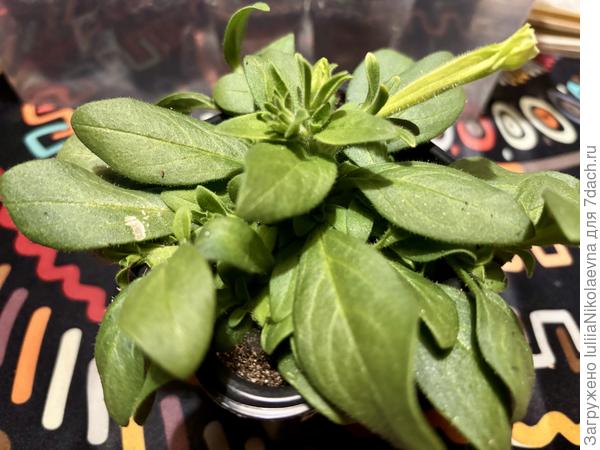 Скоро зацветёт