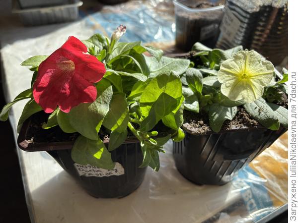 Наконец-то заквели Оперы Рэд и Лемон.