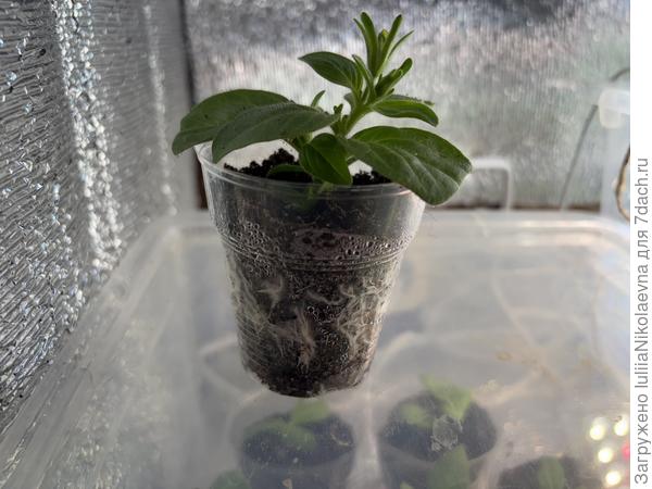 Это черенки от 11 марта