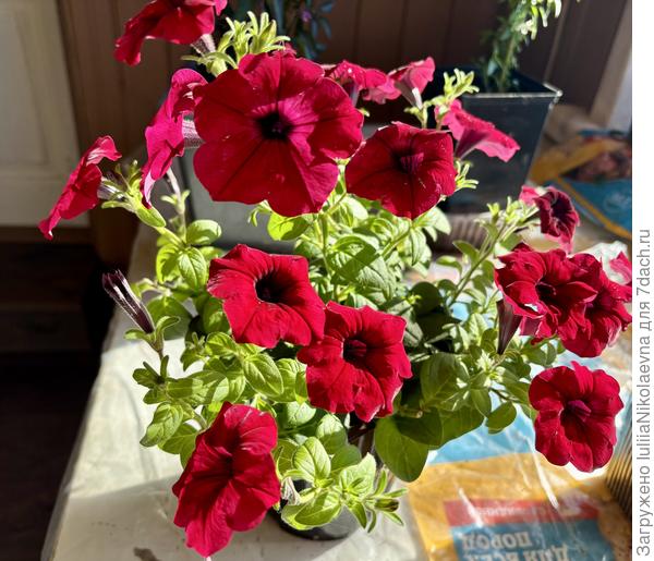 Маточник. Посев 22.01