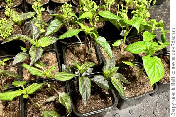 Декорашки. Правый с широким листом Шугар Раш