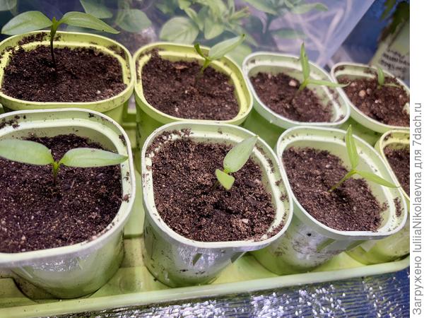 Вчера распикировала из общей плошки Палермо оранжевый.. Всего 8 штук. Маловато будет😔