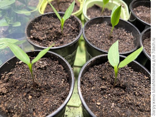 Бараний Рог