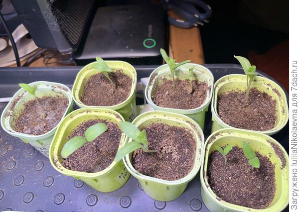 Это те, что посеяла 10 марта. Тоже так себе