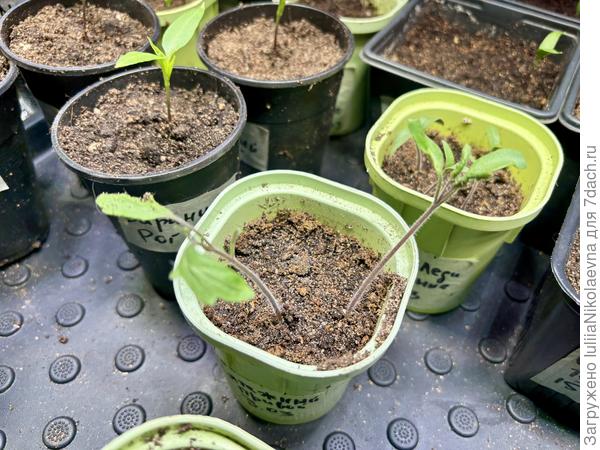 Эти уродики- типа подвои от 3 марта🤣🤣🤣