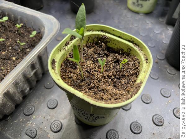 Вот такое недоразумение, посев 3 марта. Они должны были стать привоями