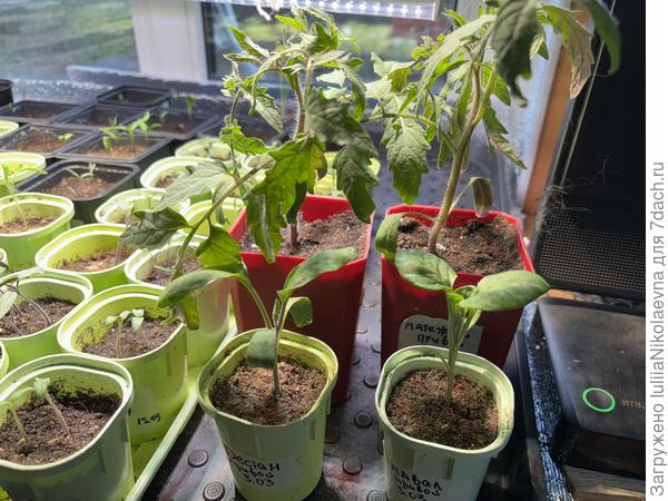 Привои и подвои