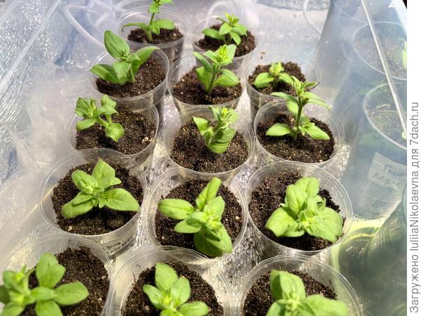 Черенки от 18 марта