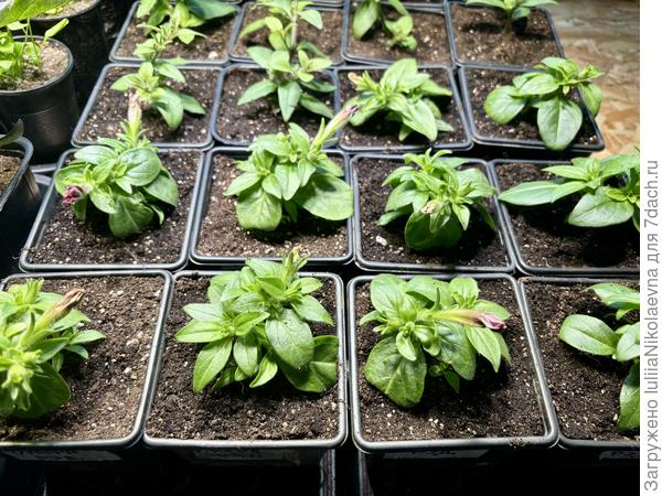 Черенки от 11 марта в стаканах 0,4л