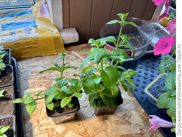 Черенки от 28 февраля