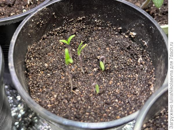 Жаркие Угли