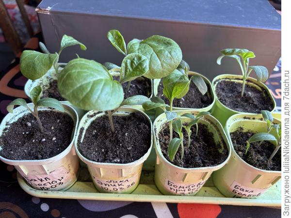 Вот и всё мои баклы. Сеяла 3.03 и 10.03