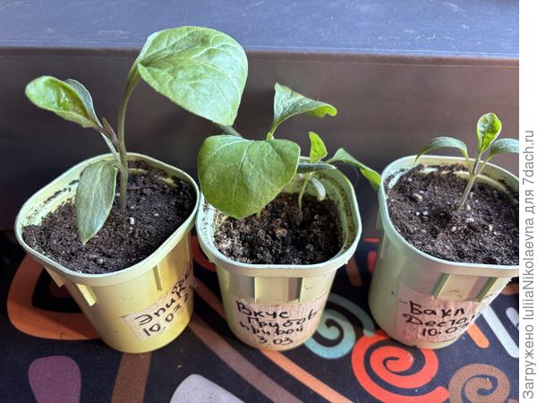 Мои идиотики. Наверно, кое-кого перевали уже в больший стакан из 0,2л