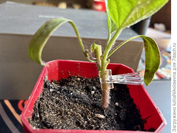 Вот так пока оставила