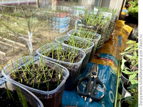 Подстриженная плантация