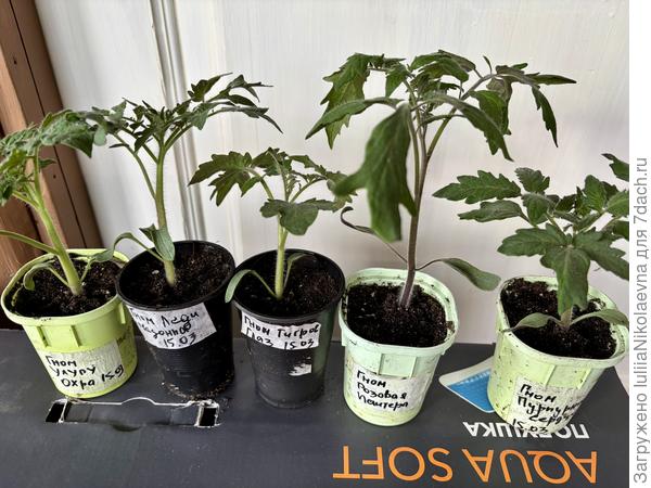 Вот по одному каждого сорта