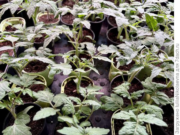 Плантация гномов