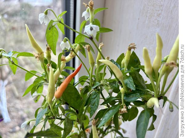 Медуза с прошлого года уже зреть начала