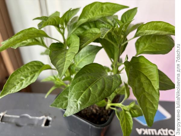 Пупсик в этом году очень хорош. Цвет уже набирает