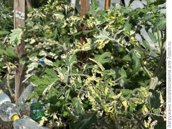 Вот такой пёстренький красавчик