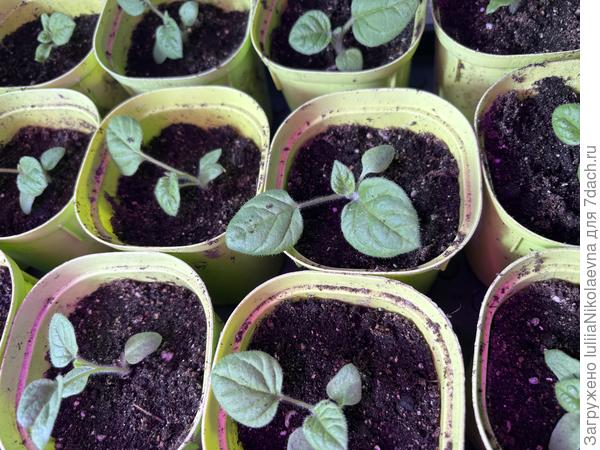 рассадила. 18 штук