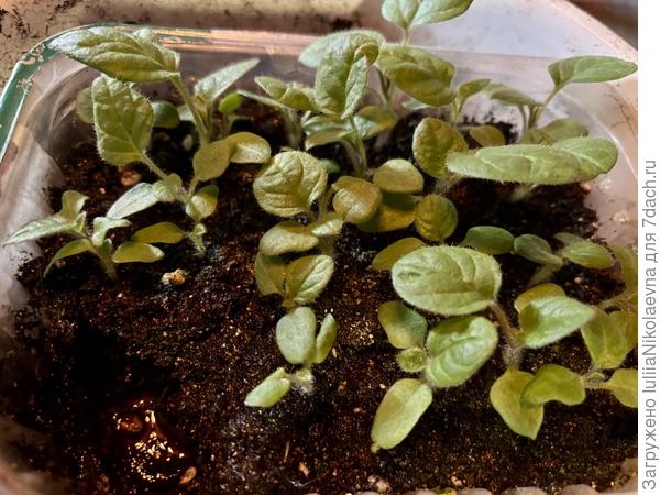 До пересадки