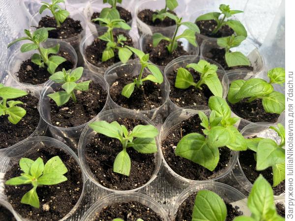 Черенки от 28 марта