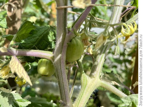 Вот такой полосатый стебель