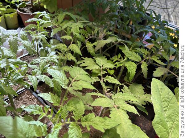 Гномьи заросли после перевалки