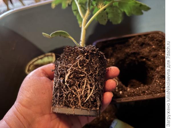 Посев 15 марта. Переезд в итоговую тару