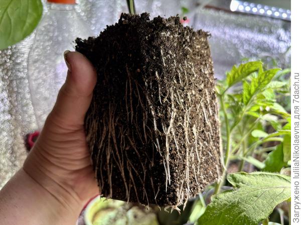 Вот такая корневая у Эпика в 0,7л. Посев 10 мариа