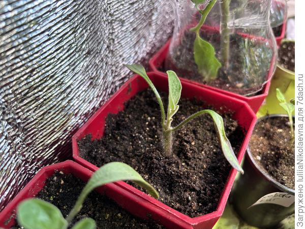 Это ещё 4 привитыша.  Прививала по принципу, тяп-ляп 😜 Но живые, хоть уже и лишние.