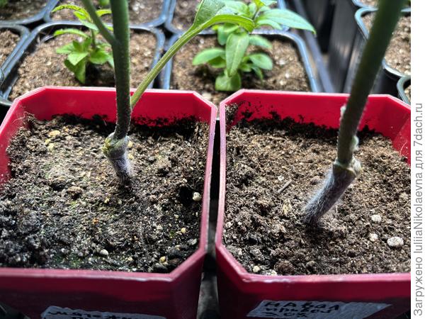 Это две прививки в боковой разрез. Срослись легко и быстро. Правда красотой не блещут места прививки😜. Но нисколько не отстают от своих братьев на собственных корнях