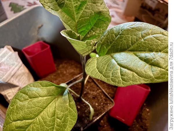 Перевалила 2,1л