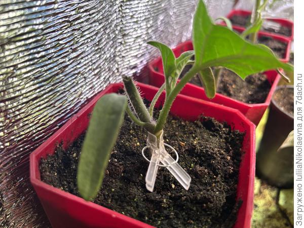 Вот этот 4 апреля привила.