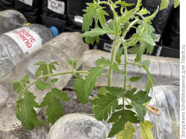 Вполне прилично выглядят в домике