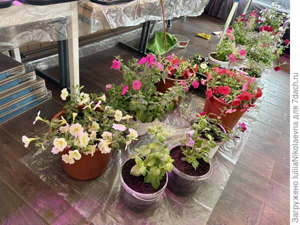 На втором этаже. Часть клумбы осталась в теплице.