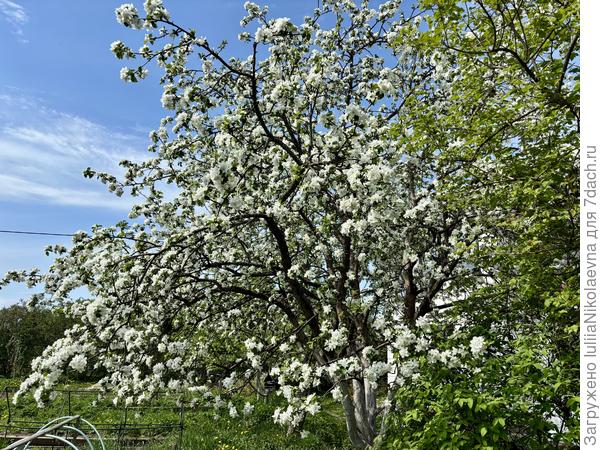 Во всех садах нашей деревеньки
