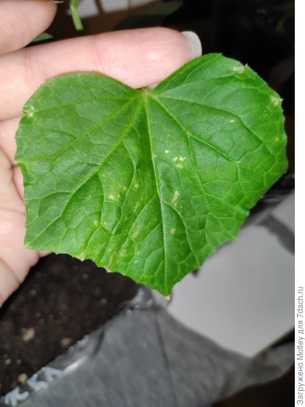 Лист огурца