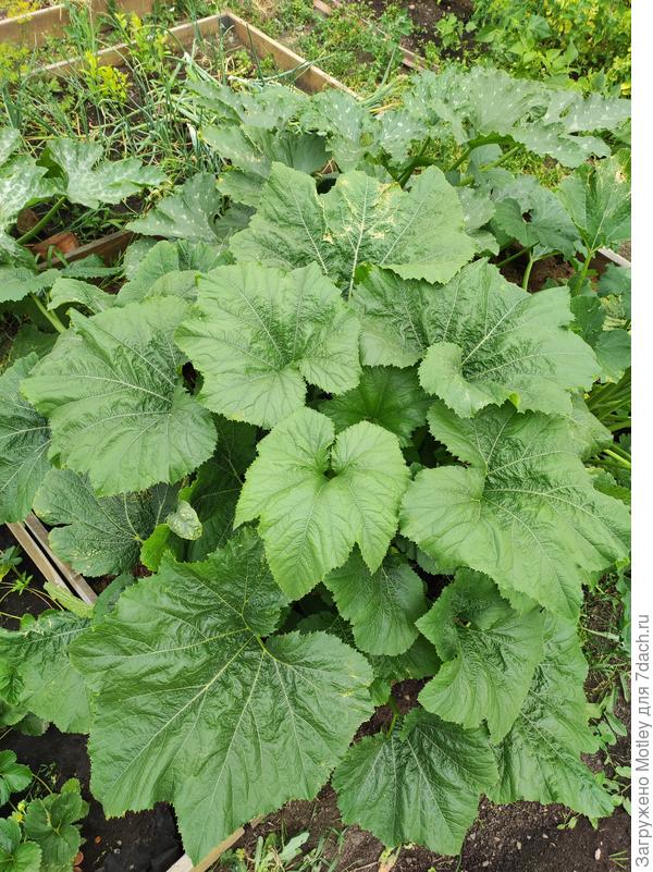 Что выросло